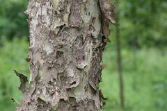 Anogeissus latifolia